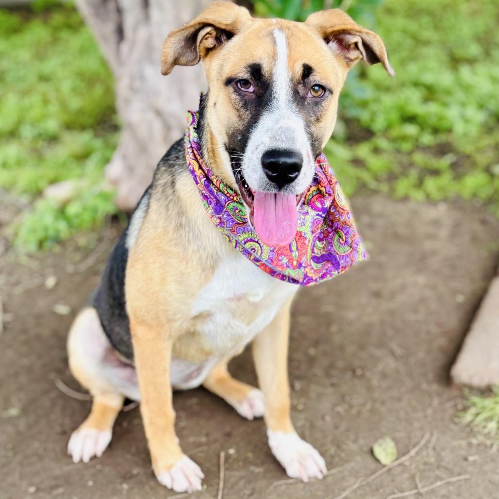Carla 26-04-082, a Adoptable Mixed Breed in Bastrop, TX image 5/6