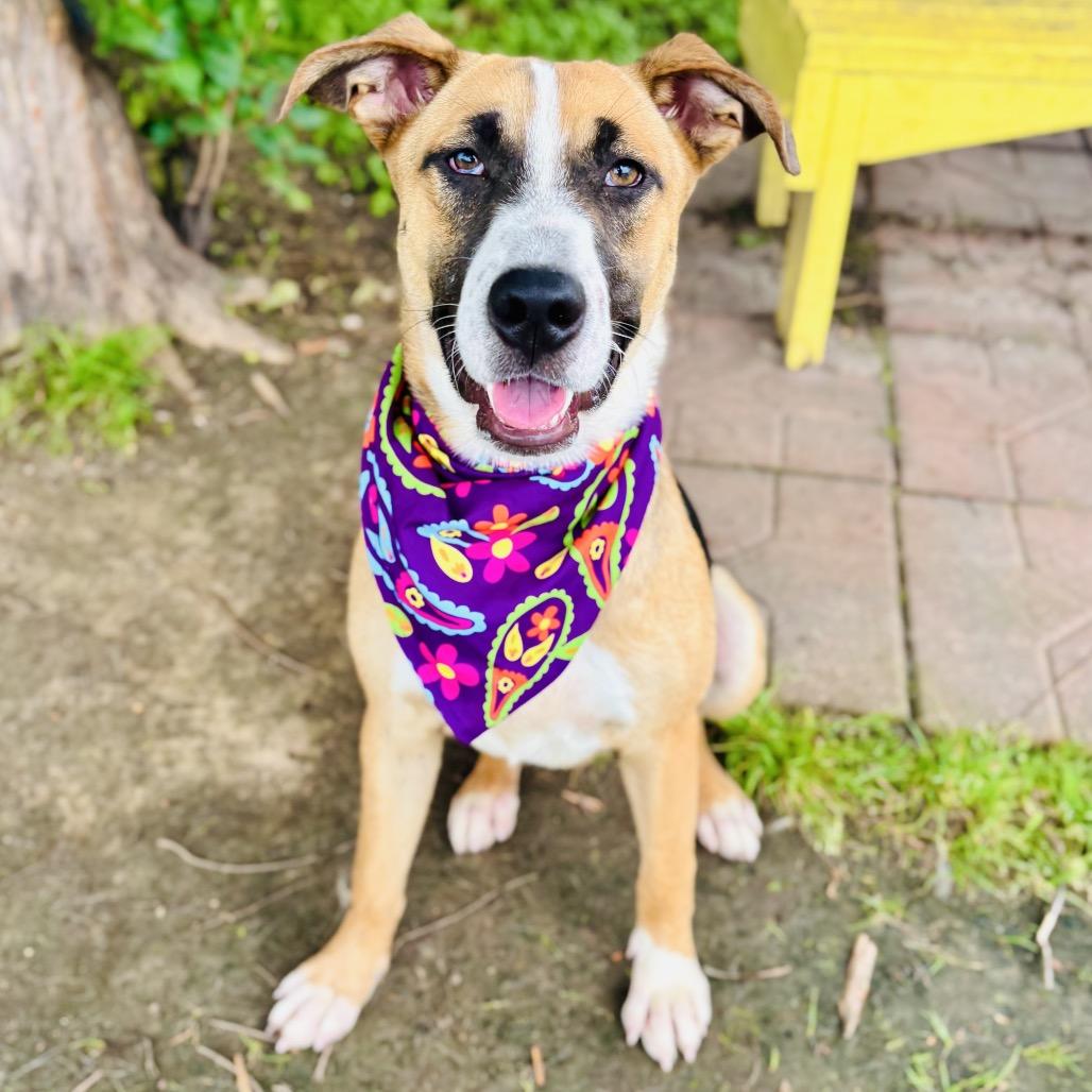 Carla 26-04-082, a Adoptable Mixed Breed in Bastrop, TX image 6/6
