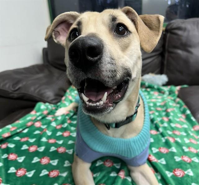 TINSEL, Adoptable, Young Female Labrador Retriever & Mixed Breed.