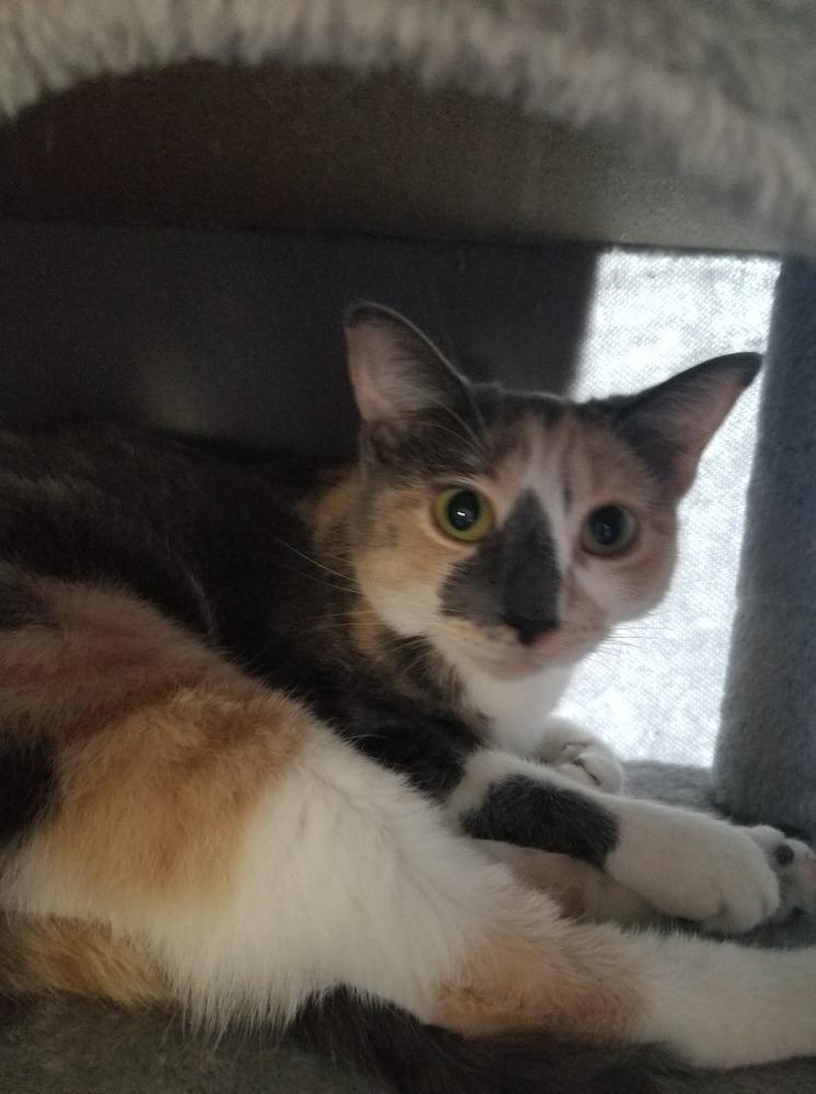 Enlarge Patches, a Adoptable Calico in Calimesa, CA image 1/1