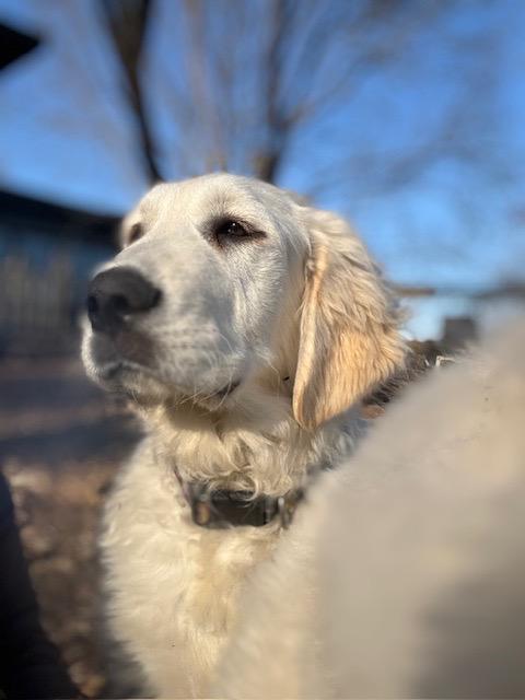 Enlarge Lego, an adopted mixed breed in Chicago, IL image 5/6