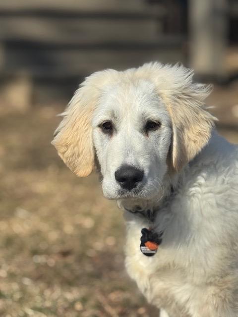 Enlarge Lego, an adopted mixed breed in Chicago, IL image 6/6