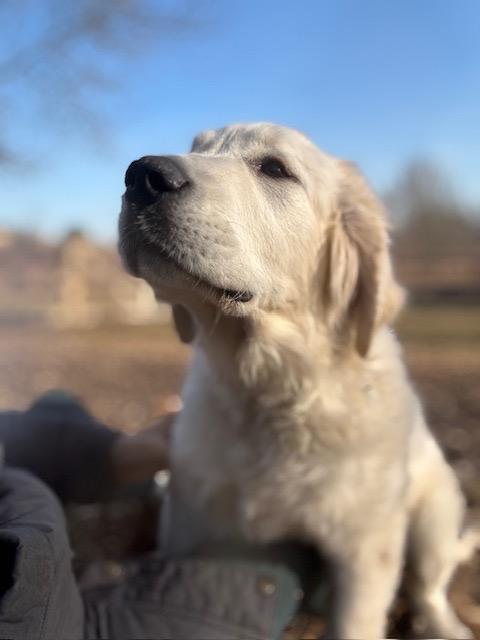 Enlarge Lego, an adopted mixed breed in Chicago, IL image 3/6