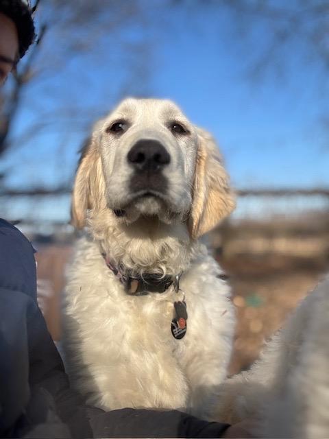 Enlarge Lego, an adopted mixed breed in Chicago, IL image 2/6