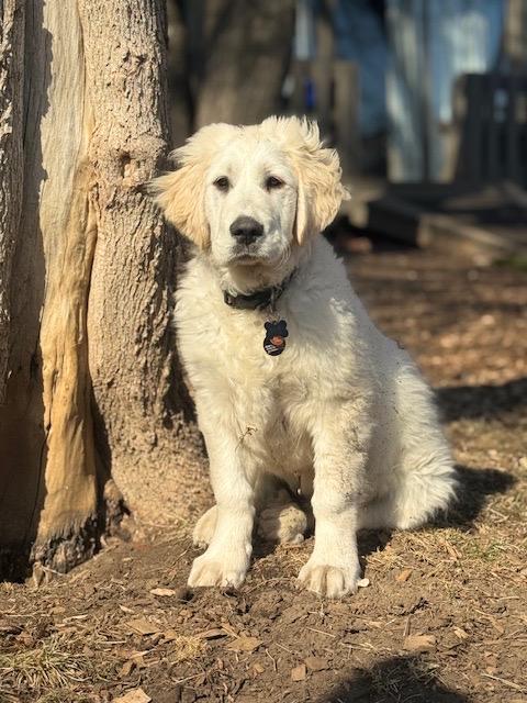 Lego, adopted, Young Male Great Pyrenees.