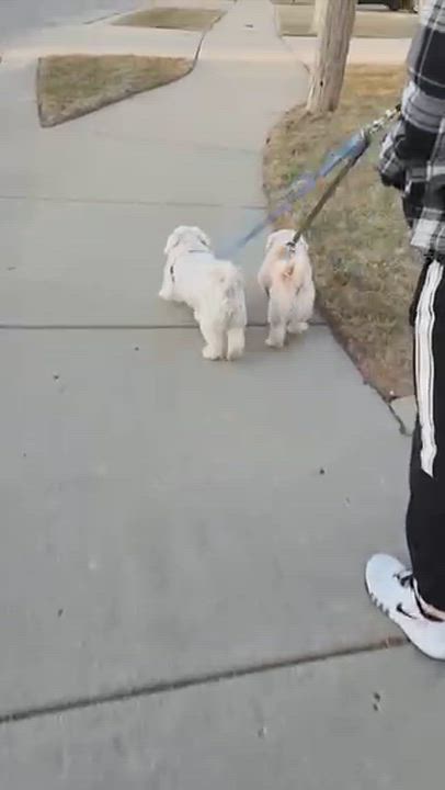 Enlarge Lego, an adopted mixed breed in Chicago, IL video 4/6