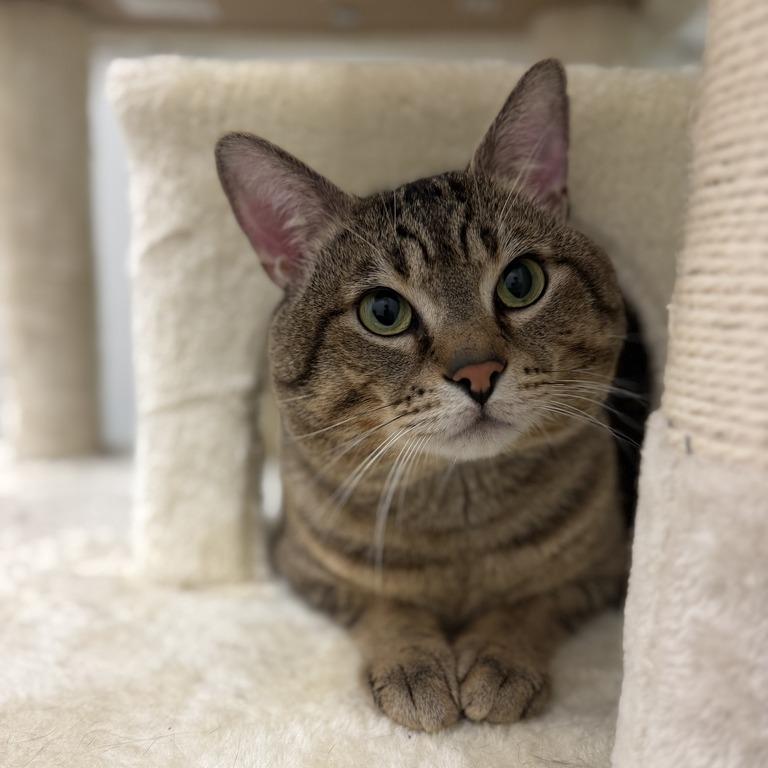 Enlarge Os, a Adoptable Domestic Short Hair in Enfield, NH image 1/1