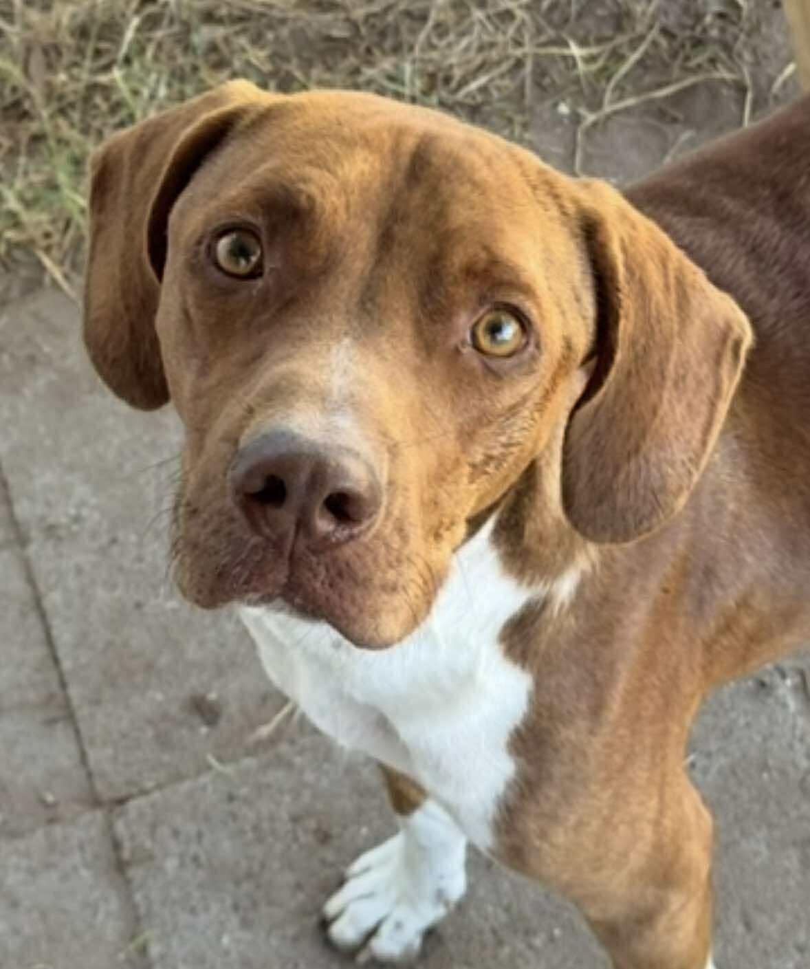 Tux, a Adoptable mixed breed in Medford, OR image 2/6
