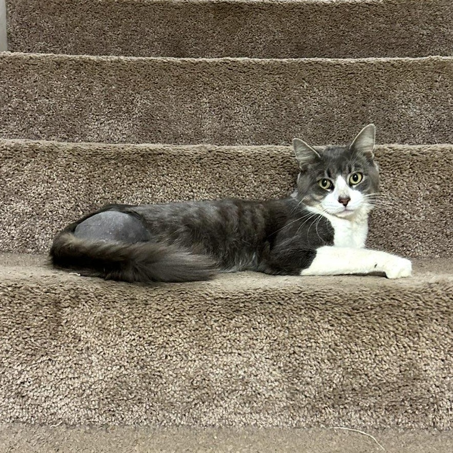 ~ Courtesy ~ Sheldon