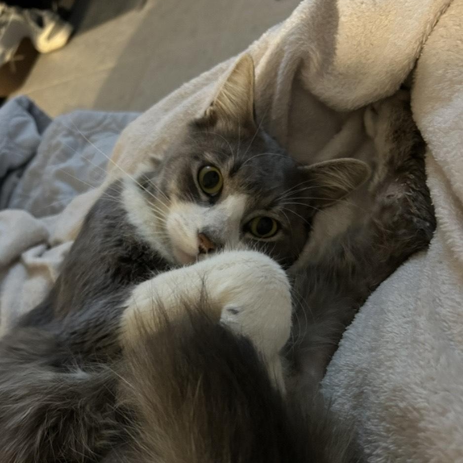 ~ Courtesy ~ Sheldon