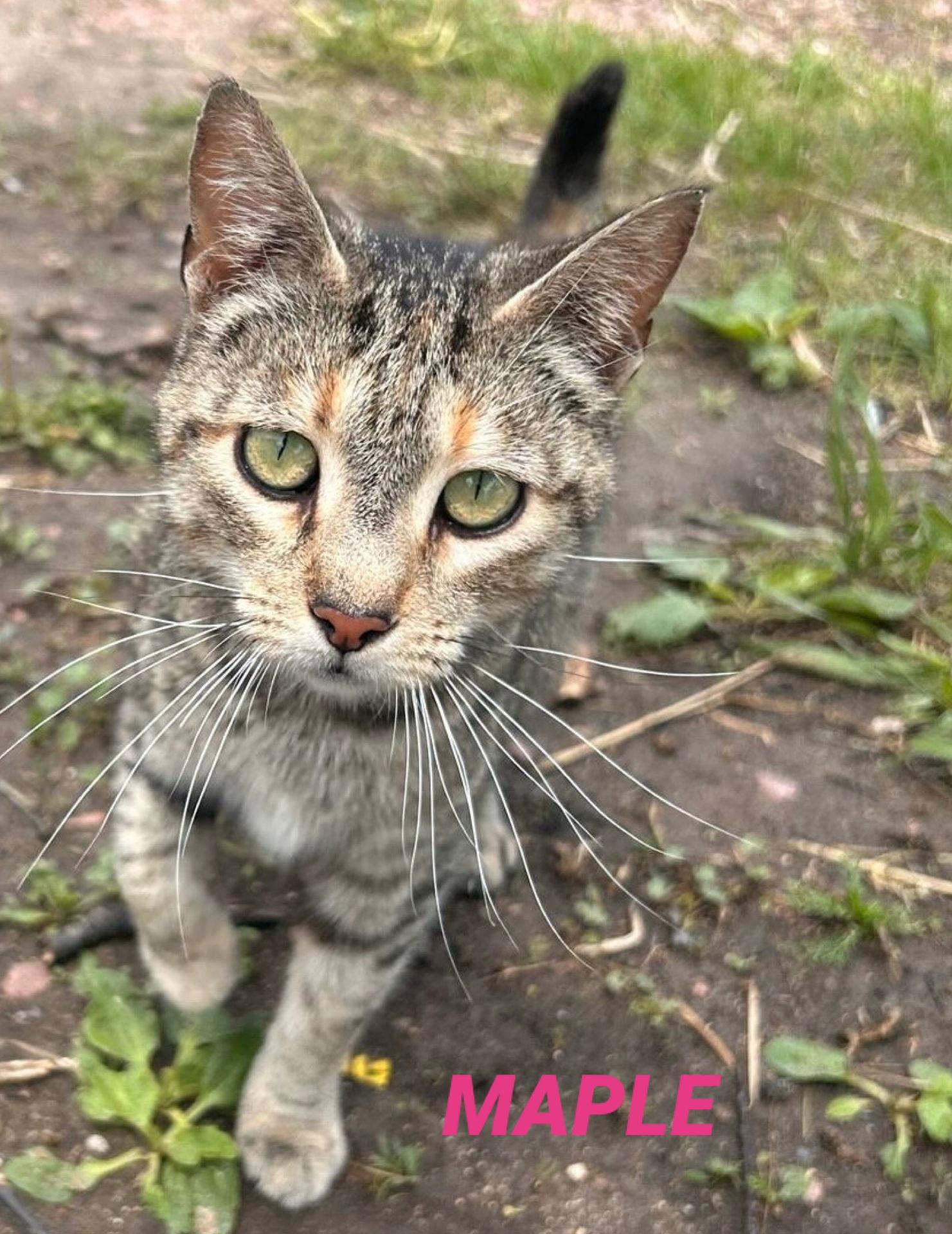 Maple - Diluted Tortie - Foster Care, a Adopted Domestic Short Hair in Mitchell, SD image 1/2