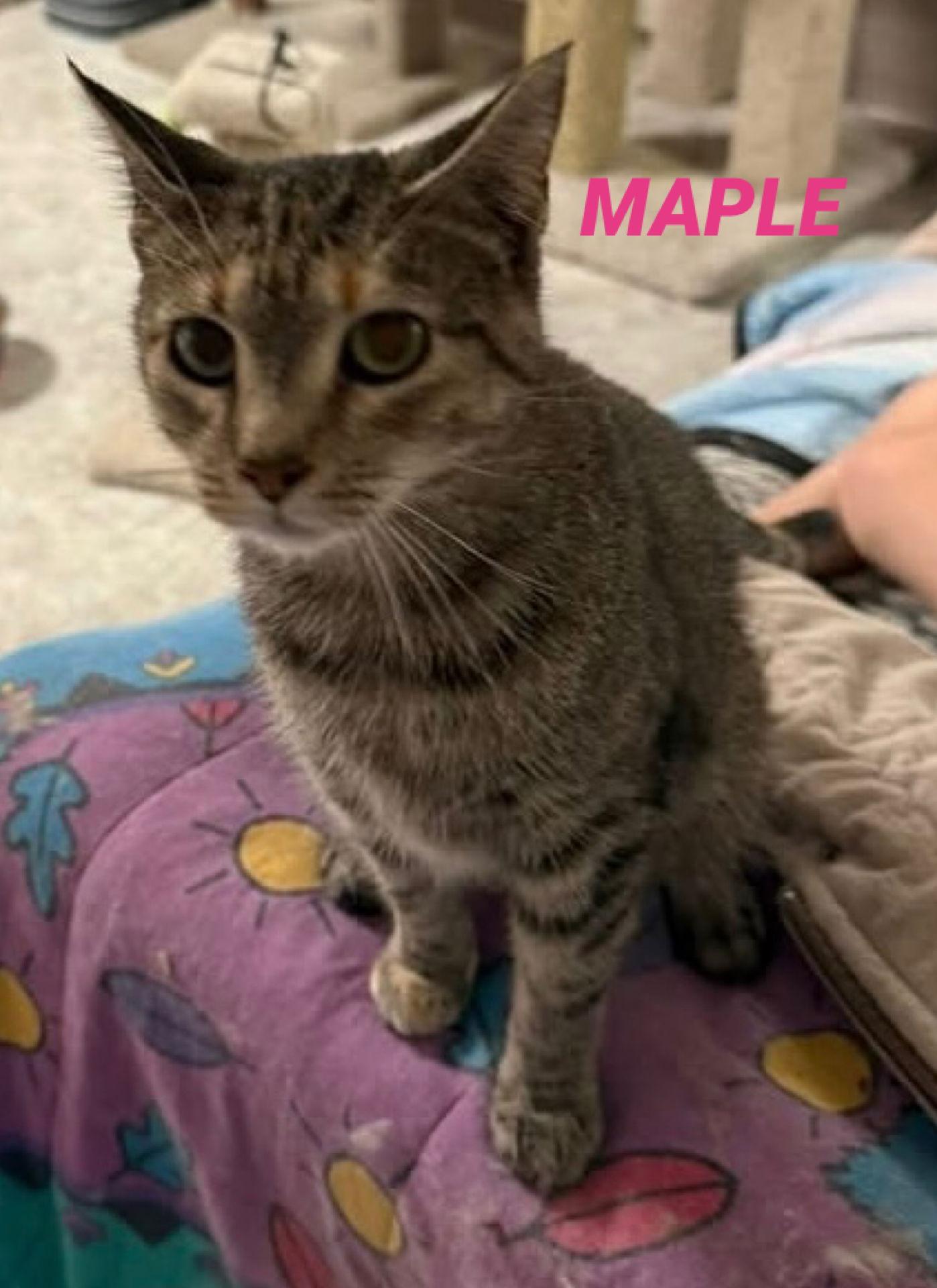 Maple - Diluted Tortie - Foster Care, a Adopted Domestic Short Hair in Mitchell, SD image 2/2