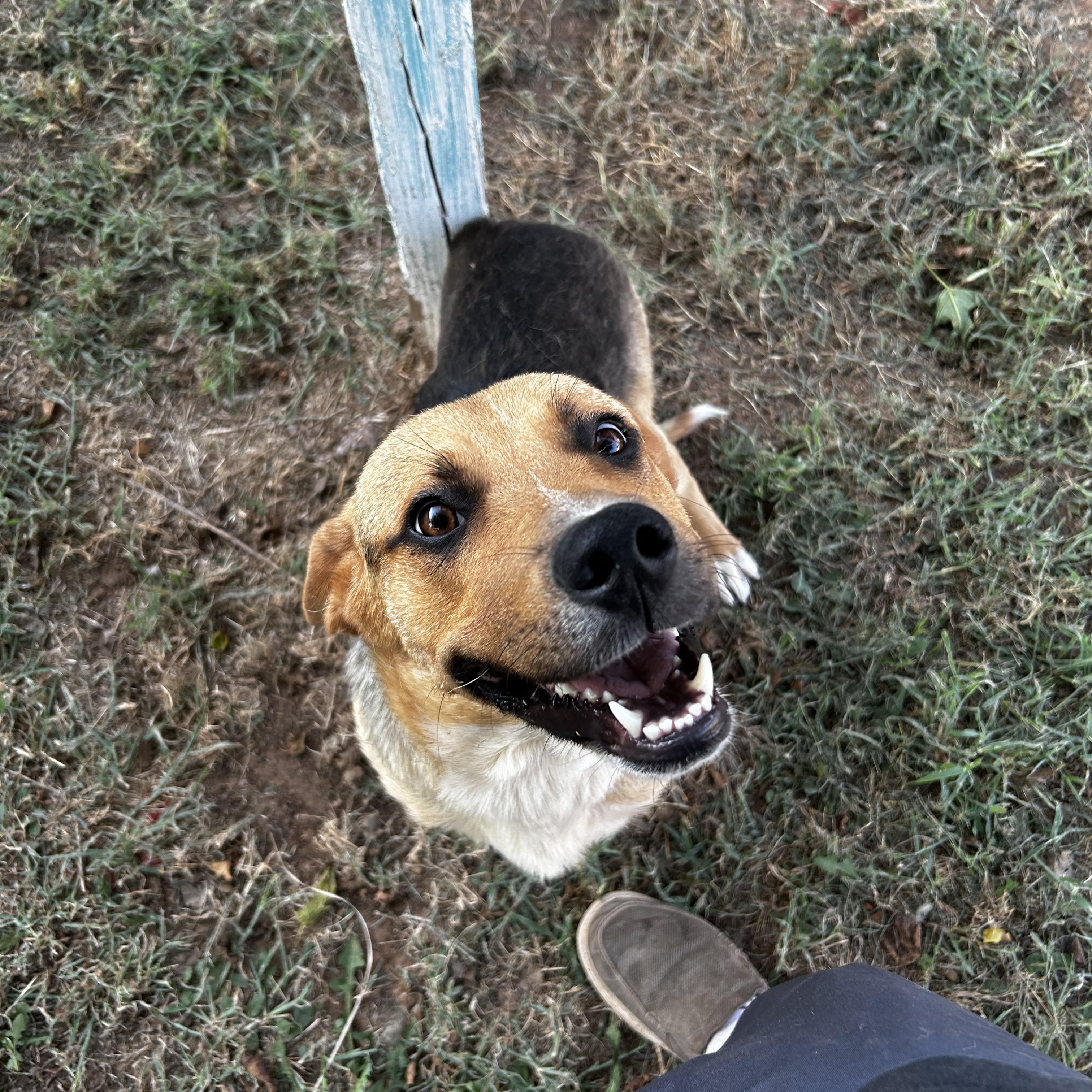 Hims, Adoptable, Adult Male Mixed Breed.