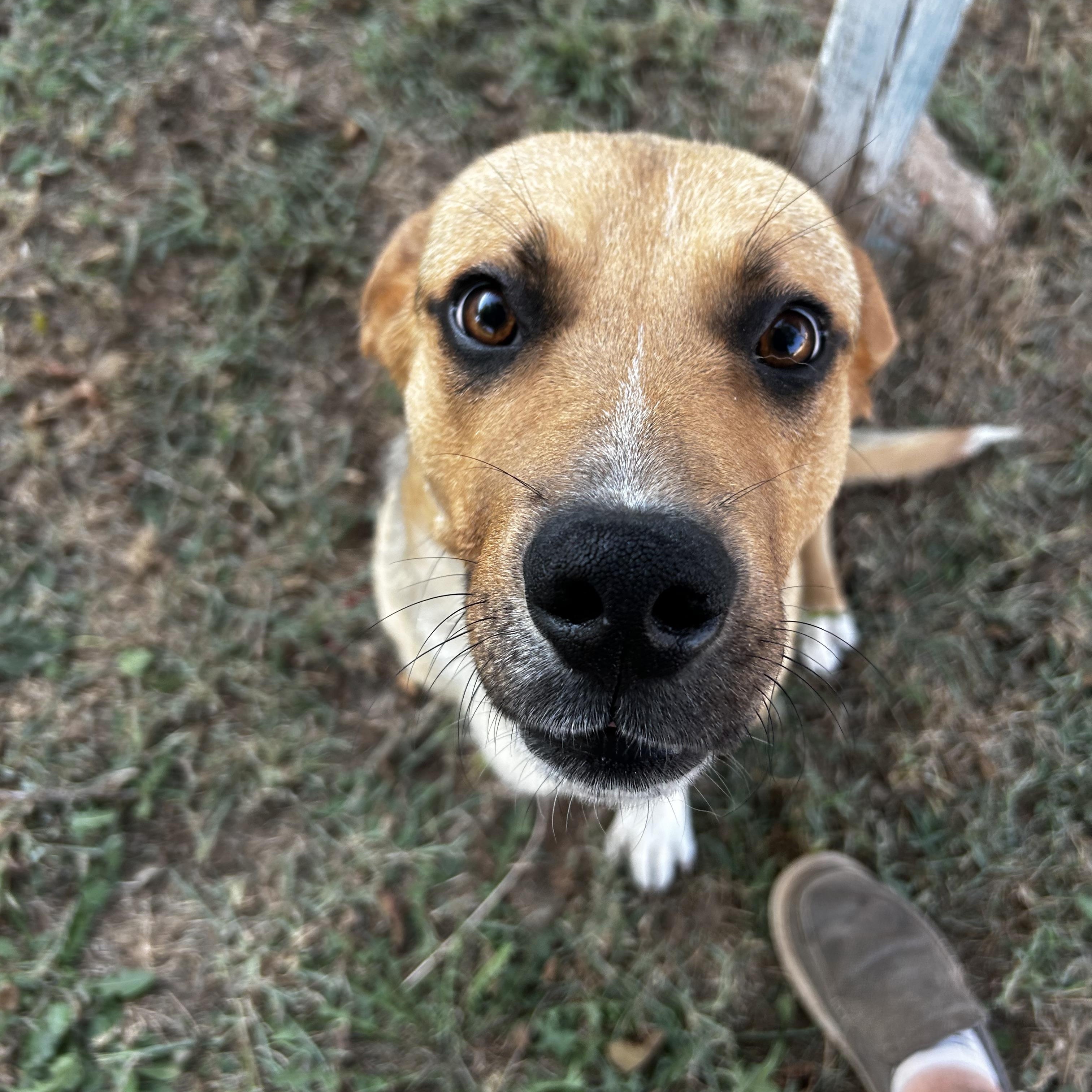 Enlarge Hims, a Adoptable Mixed Breed in Guthrie, OK image 2/5
