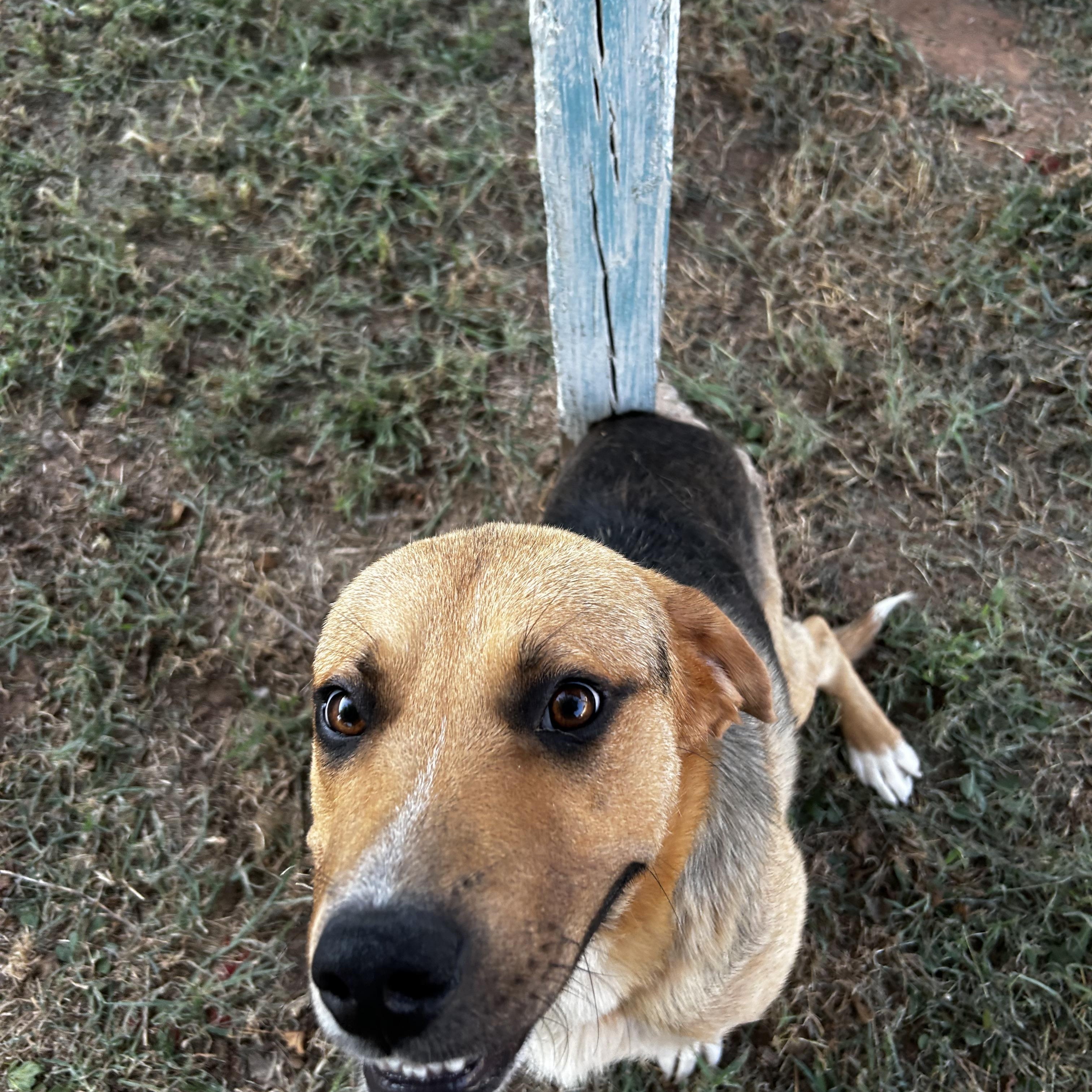 Enlarge Hims, a Adoptable Mixed Breed in Guthrie, OK image 3/5