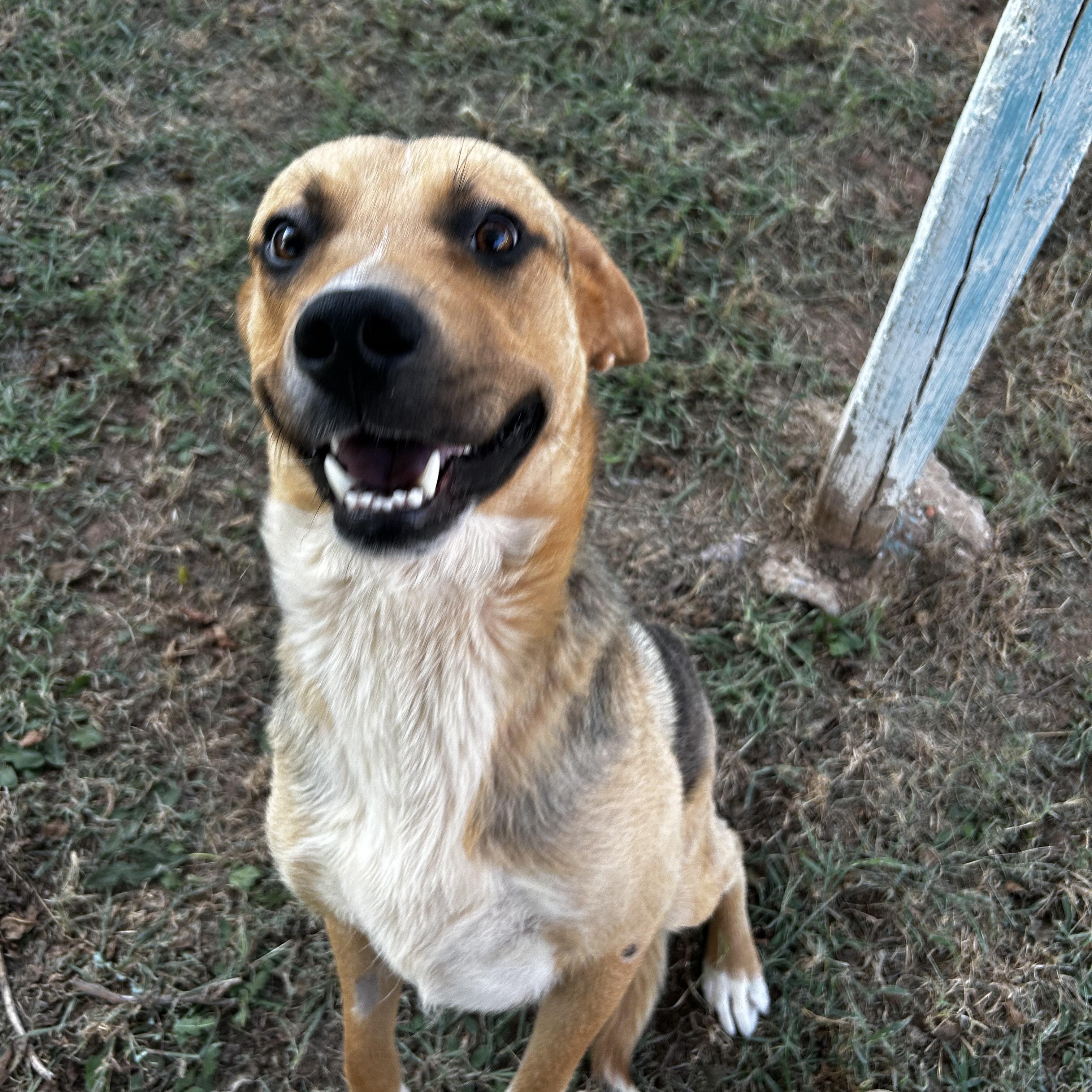 Enlarge Hims, a Adoptable Mixed Breed in Guthrie, OK image 4/5