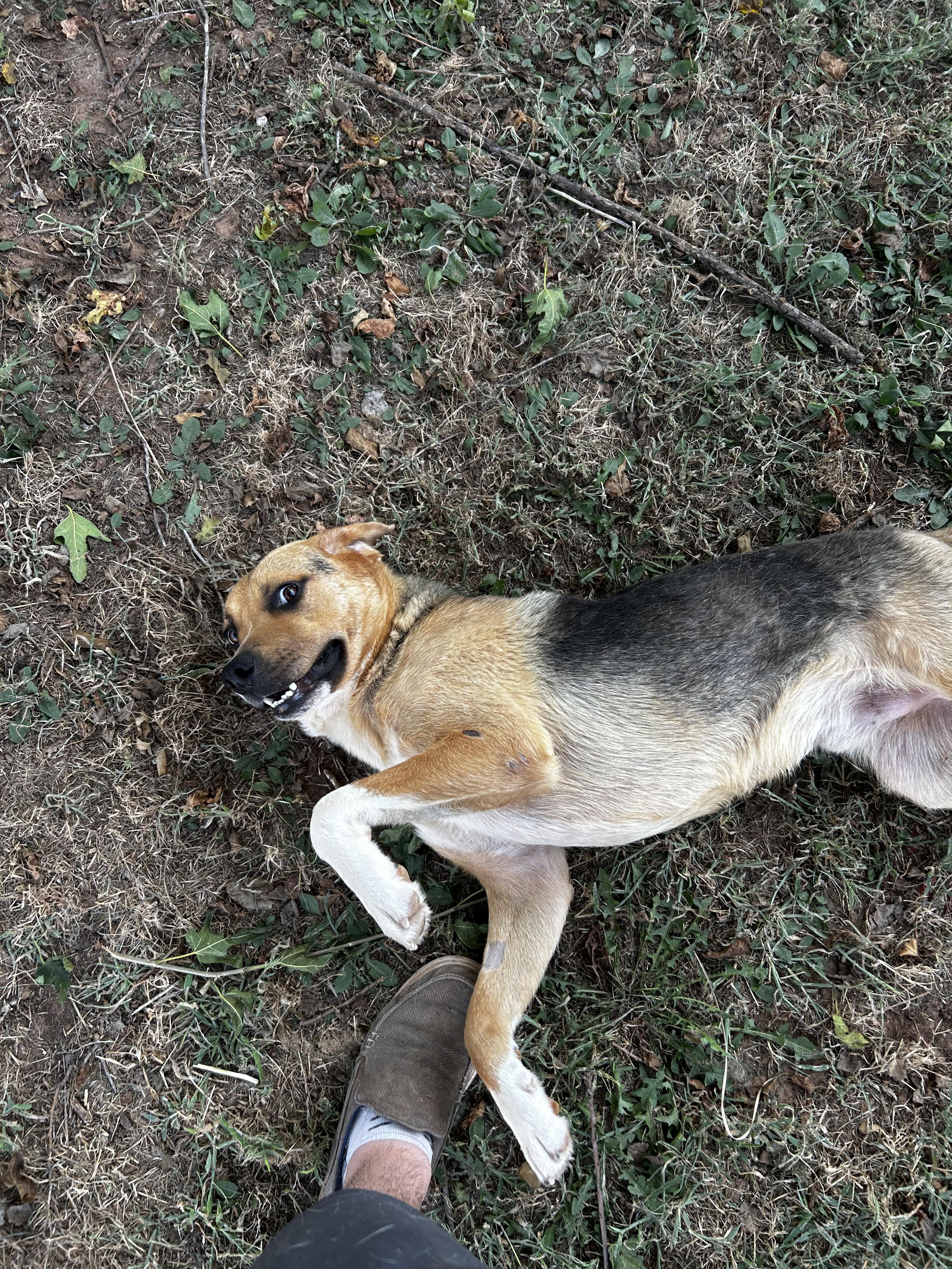 Enlarge Hims, a Adoptable Mixed Breed in Guthrie, OK image 5/5