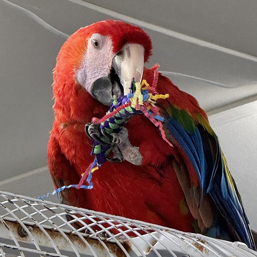 Enlarge Bella, a Adoptable Macaw in Warwick, RI image 4/4