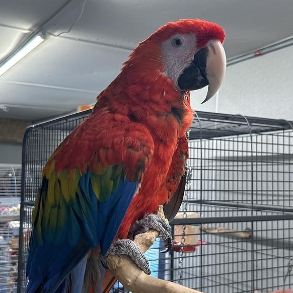 Enlarge Bella, a Adoptable Macaw in Warwick, RI image 1/4
