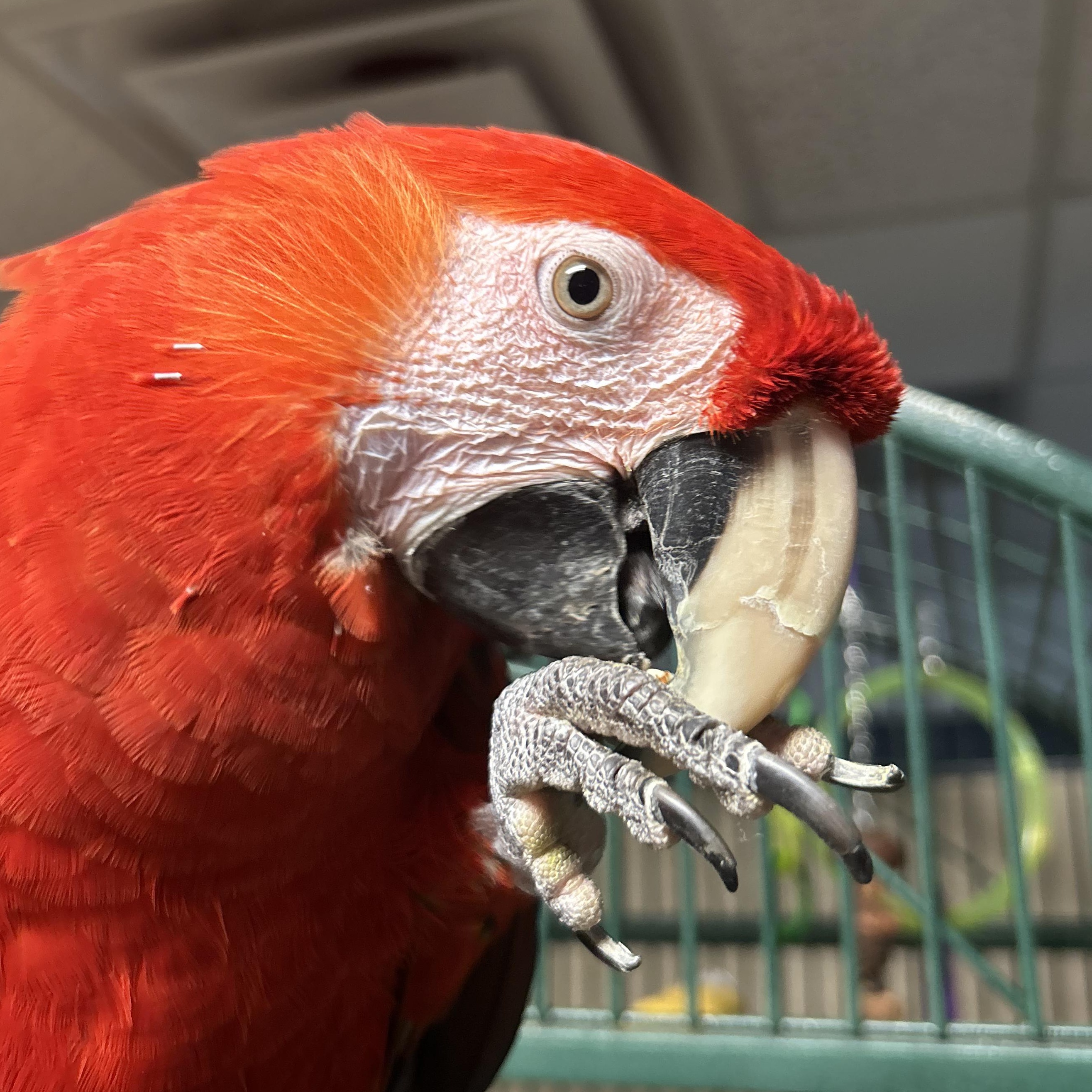 Enlarge Bella, a Adoptable Macaw in Warwick, RI image 2/4