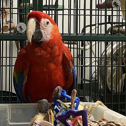 Enlarge Bella, a Adoptable Macaw in Warwick, RI image 3/4