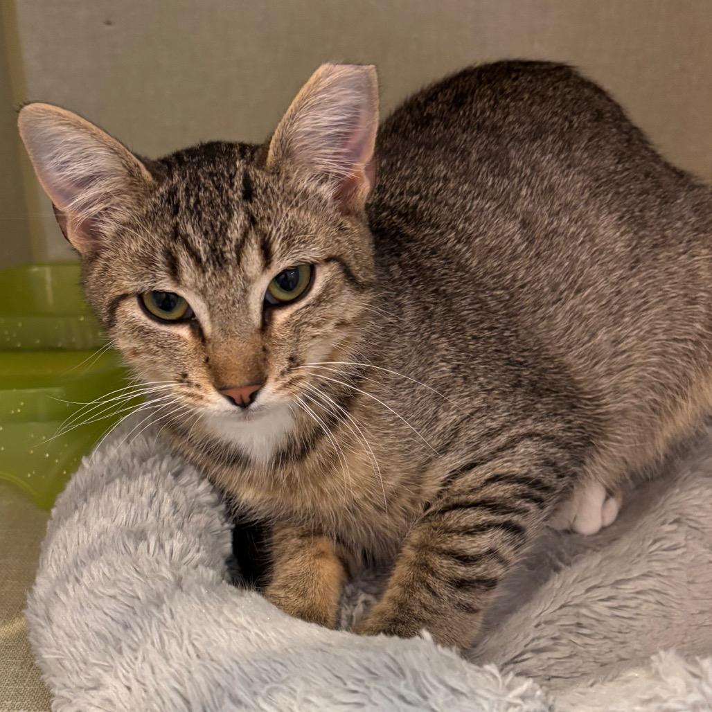 Enlarge Mario, a Adoptable Domestic Short Hair in Webster, TX image 1/2