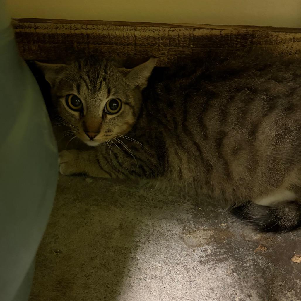 Enlarge Mario, a Adoptable Domestic Short Hair in Webster, TX image 2/2