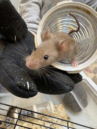 Oklahoma, Adoptable, Young Female Mouse.