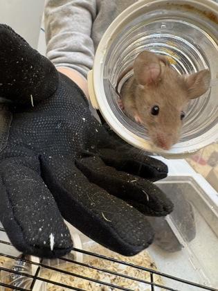 Enlarge Oklahoma, a Adoptable Mouse in Seattle, WA image 2/2