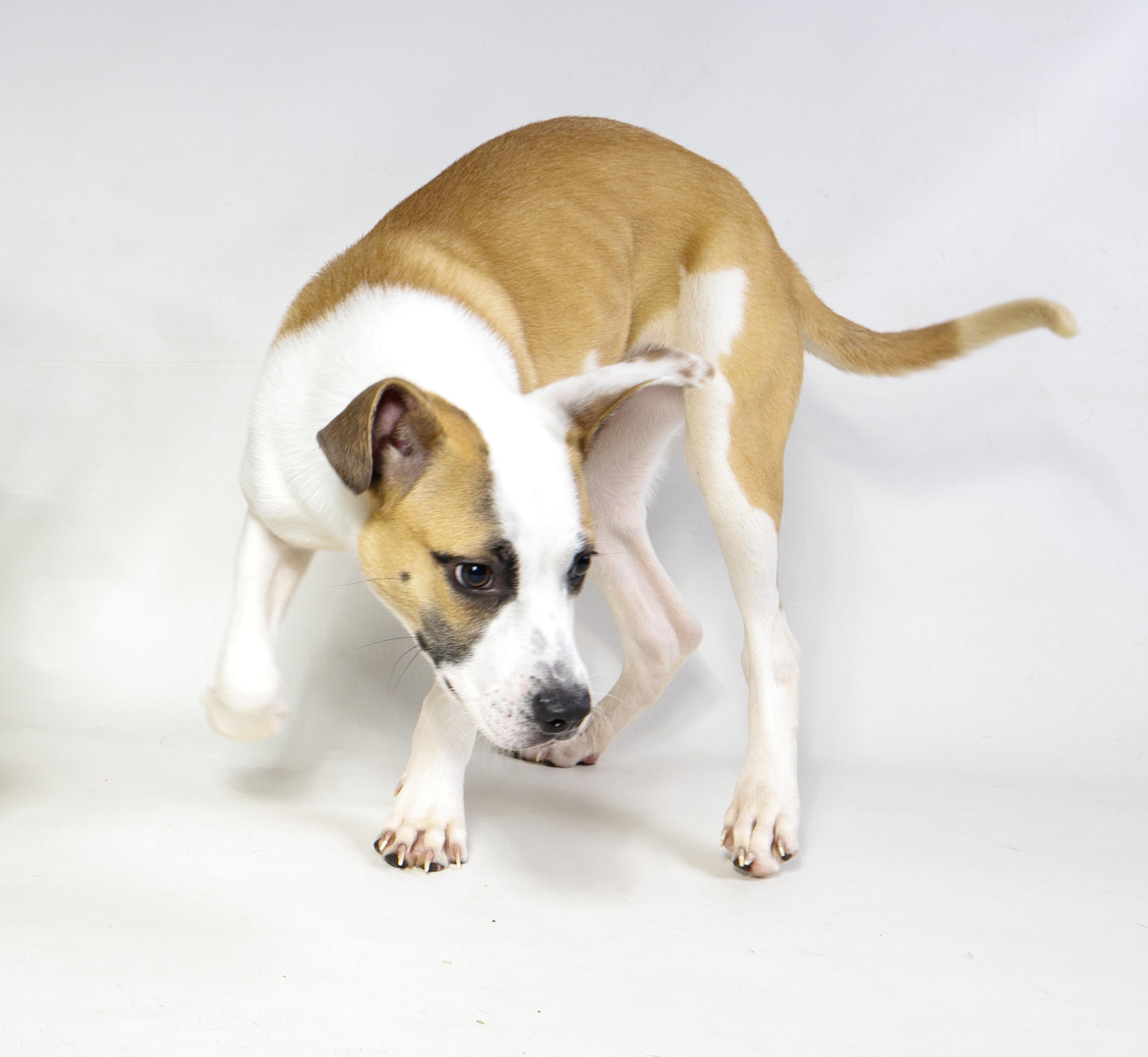 Enlarge Paris, a ADOPTABLE Mixed Breed in Harvey , LA image 2/4