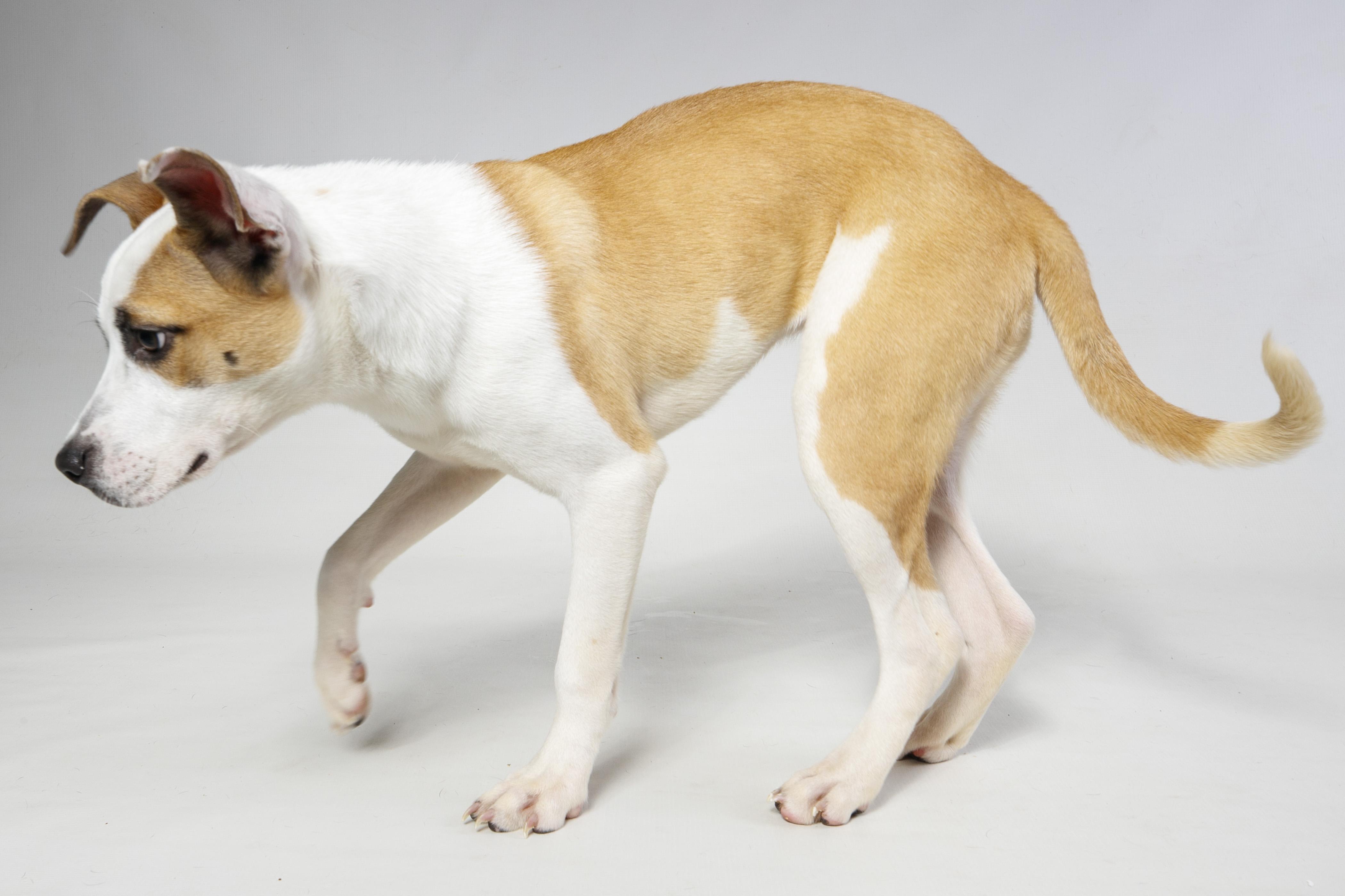 Enlarge Paris, a ADOPTABLE Mixed Breed in Harvey , LA image 4/4