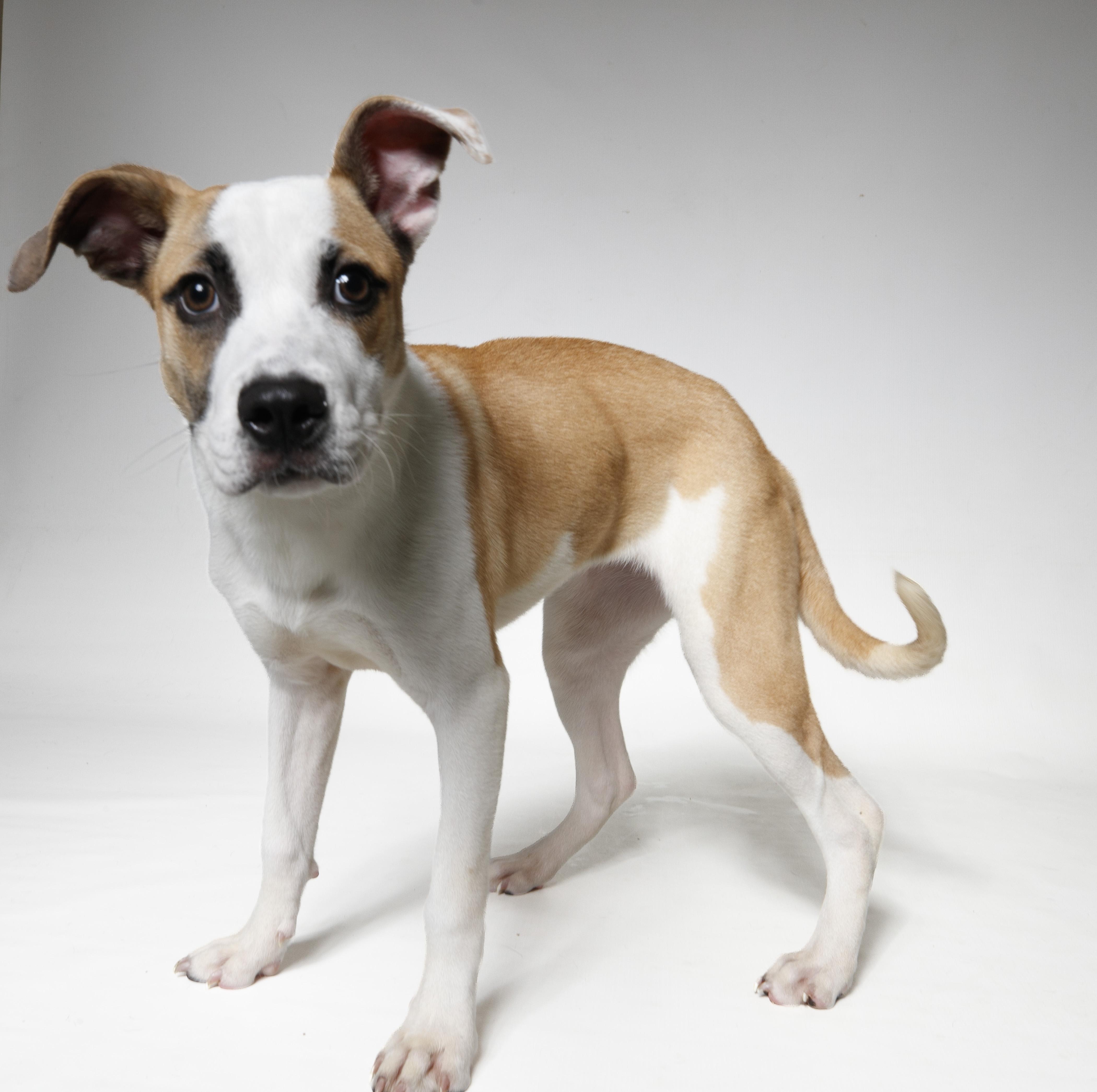 Enlarge Paris, a ADOPTABLE Mixed Breed in Harvey , LA image 1/4