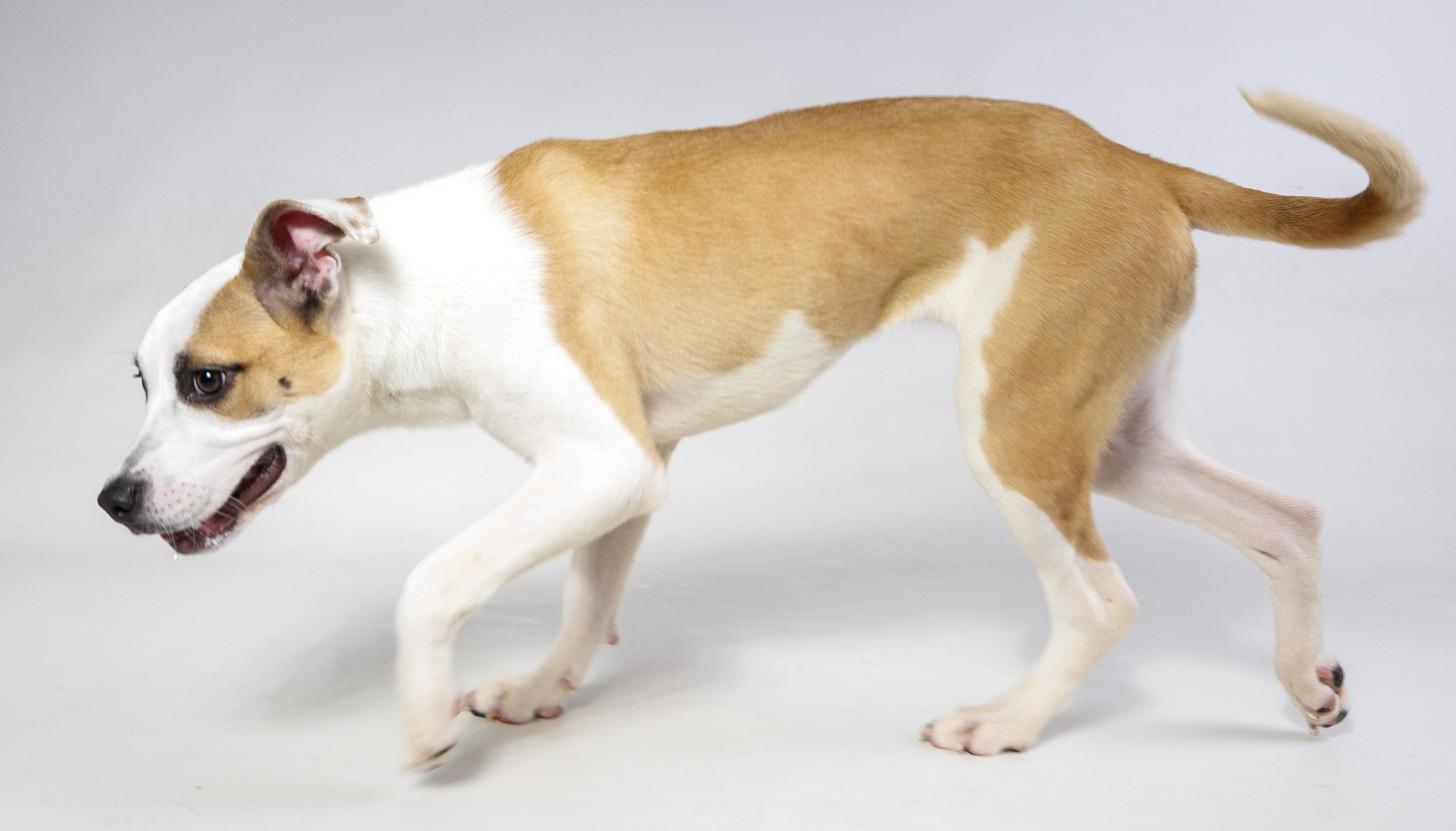 Enlarge Paris, a ADOPTABLE Mixed Breed in Harvey , LA image 3/4