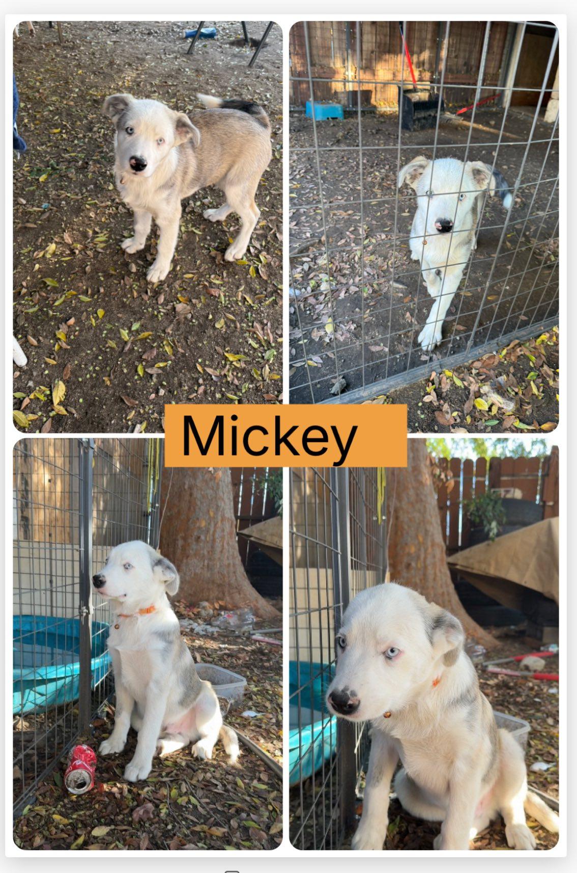 Mickey, ADOPTABLE, Puppy Male Australian Shepherd & Husky.