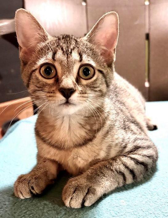 Enlarge Reba - SEE ME @ PETCO!, a Adoptable mixed breed in Cookeville, TN image 1/3