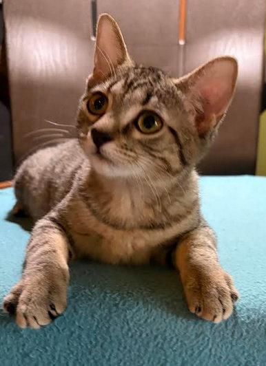 Enlarge Reba - SEE ME @ PETCO!, a Adoptable mixed breed in Cookeville, TN image 2/3