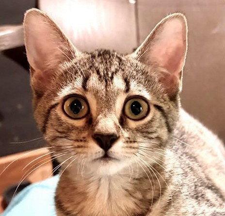 Enlarge Reba - SEE ME @ PETCO!, a Adoptable mixed breed in Cookeville, TN image 3/3