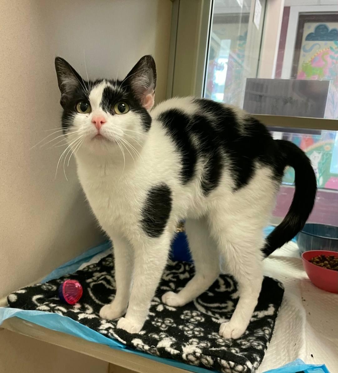 Brandy, adopted, Young Female Domestic Short Hair.