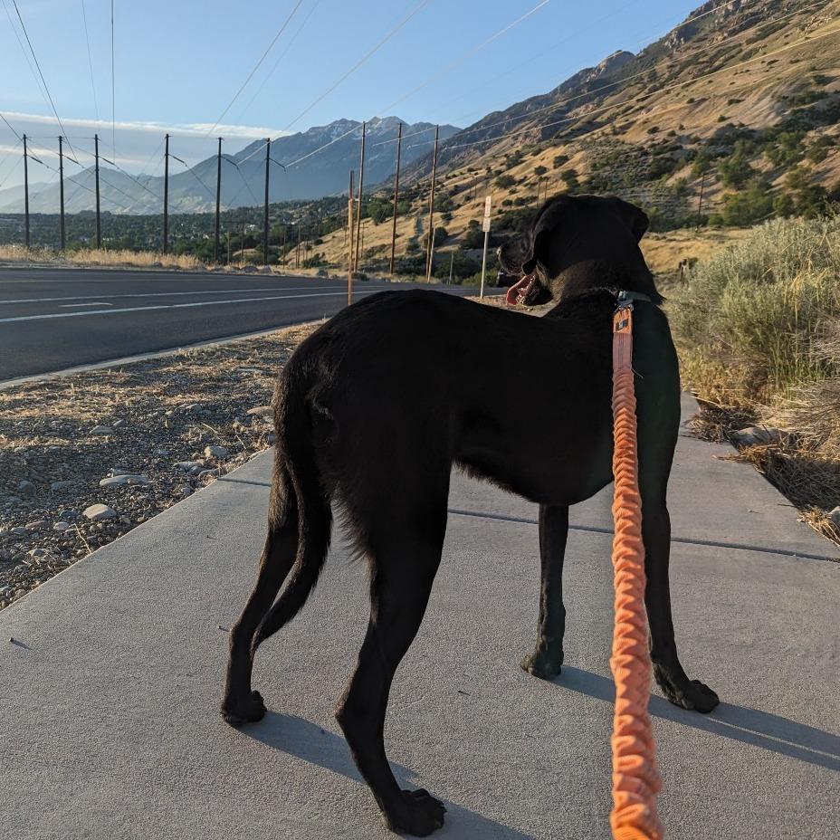 Chimney, a Adoptable Hound in Murray, UT image 1/4