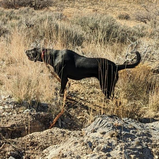 Chimney, a Adoptable Hound in Murray, UT image 2/4