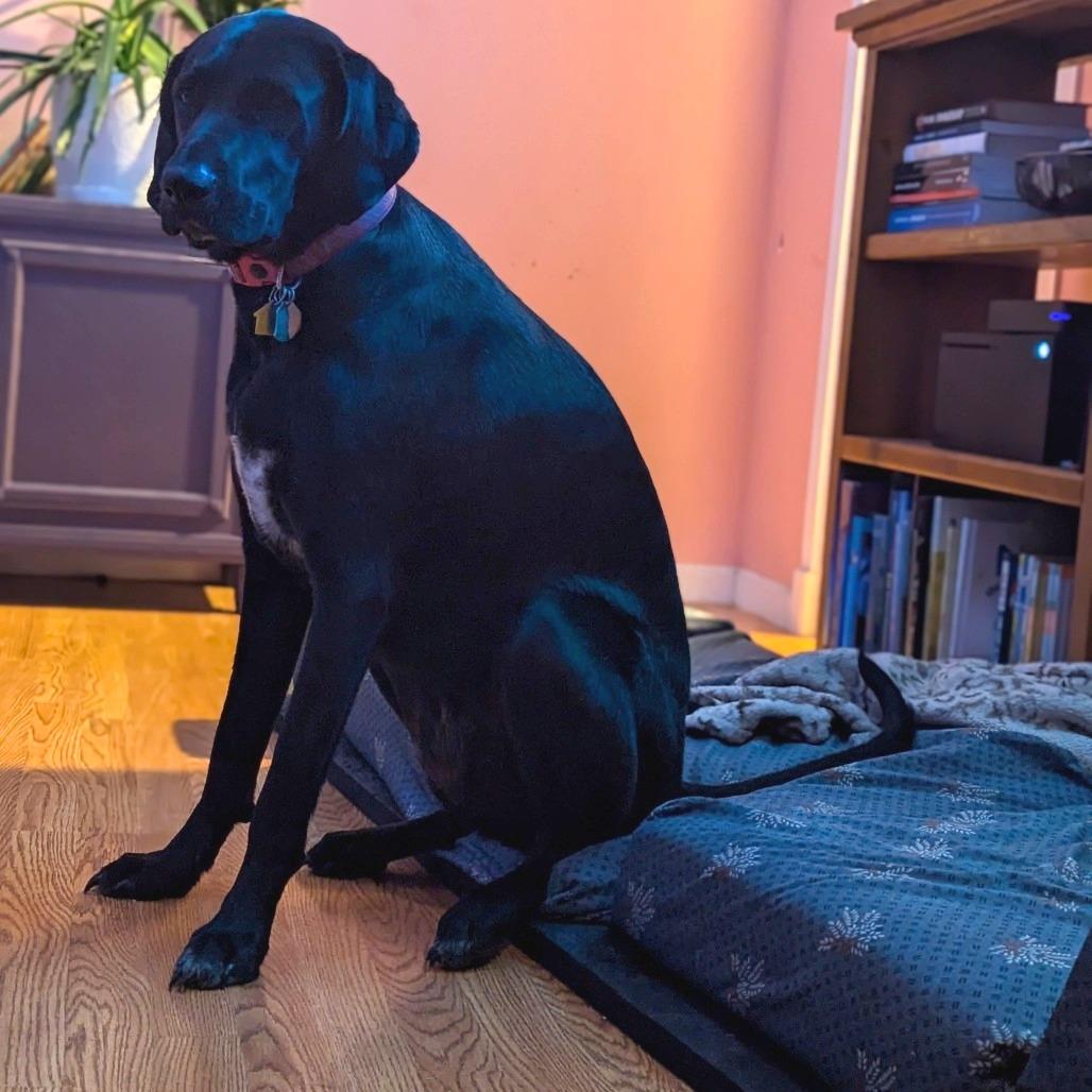 Chimney, a Adoptable Hound in Murray, UT image 3/4