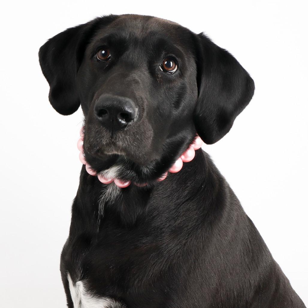 Chimney, a Adoptable Hound in Murray, UT image 4/4