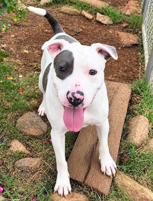 Enlarge Marco, a Adoptable Pit Bull Terrier in Carrollton, GA image 1/3