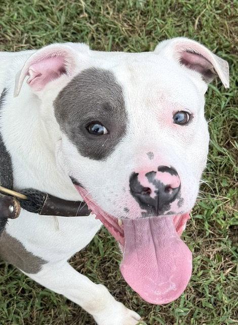 Enlarge Marco, a Adoptable Pit Bull Terrier in Carrollton, GA image 2/3