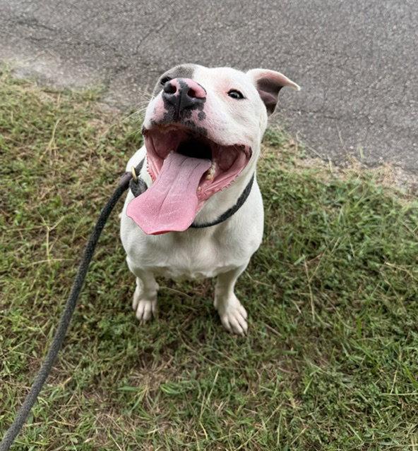 Enlarge Marco, a Adoptable Pit Bull Terrier in Carrollton, GA image 3/3