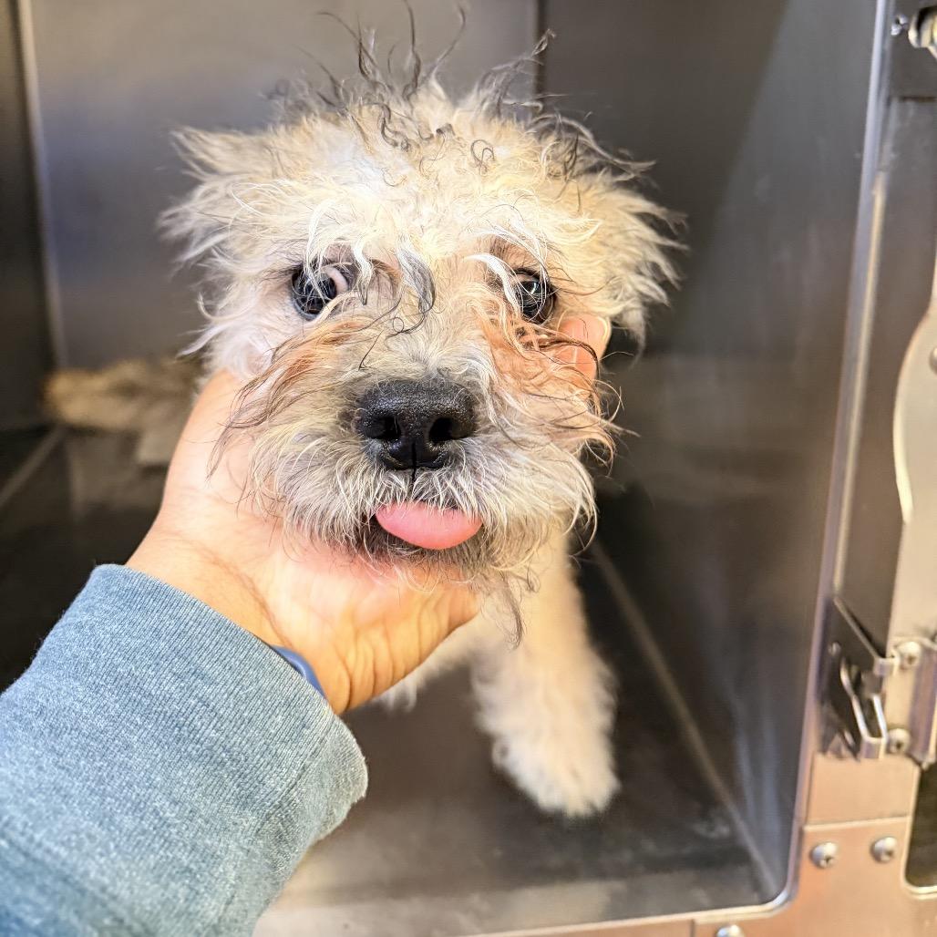 Enlarge Arrow, a Adoptable mixed breed in Las Vegas, NV image 1/4