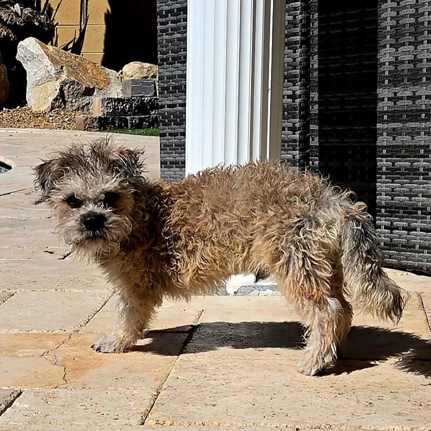 Enlarge Arrow, a Adoptable mixed breed in Las Vegas, NV image 2/6