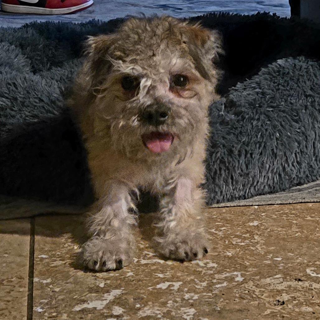 Enlarge Arrow, a Adoptable mixed breed in Las Vegas, NV image 2/4