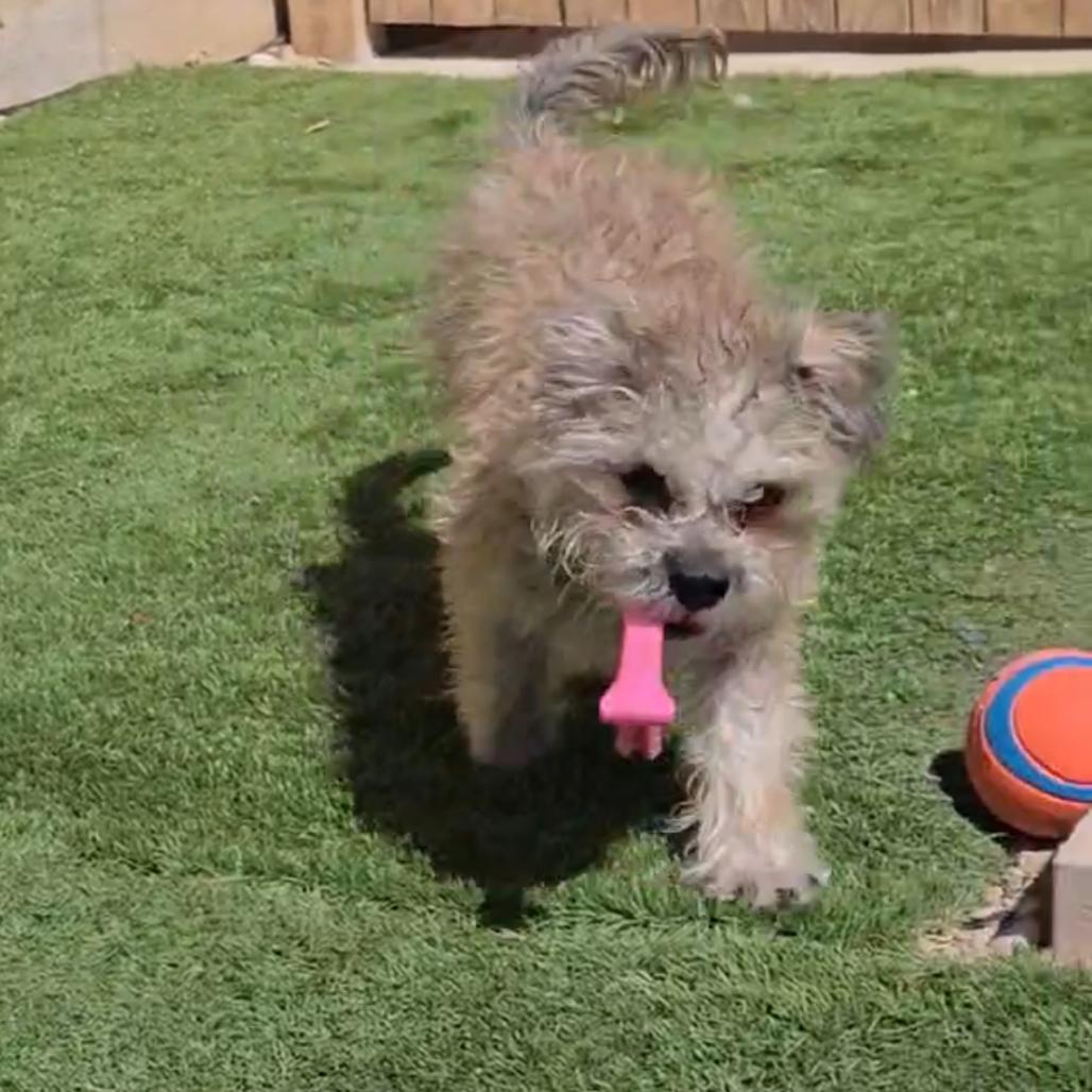 Enlarge Arrow, a Adoptable mixed breed in Las Vegas, NV image 4/6