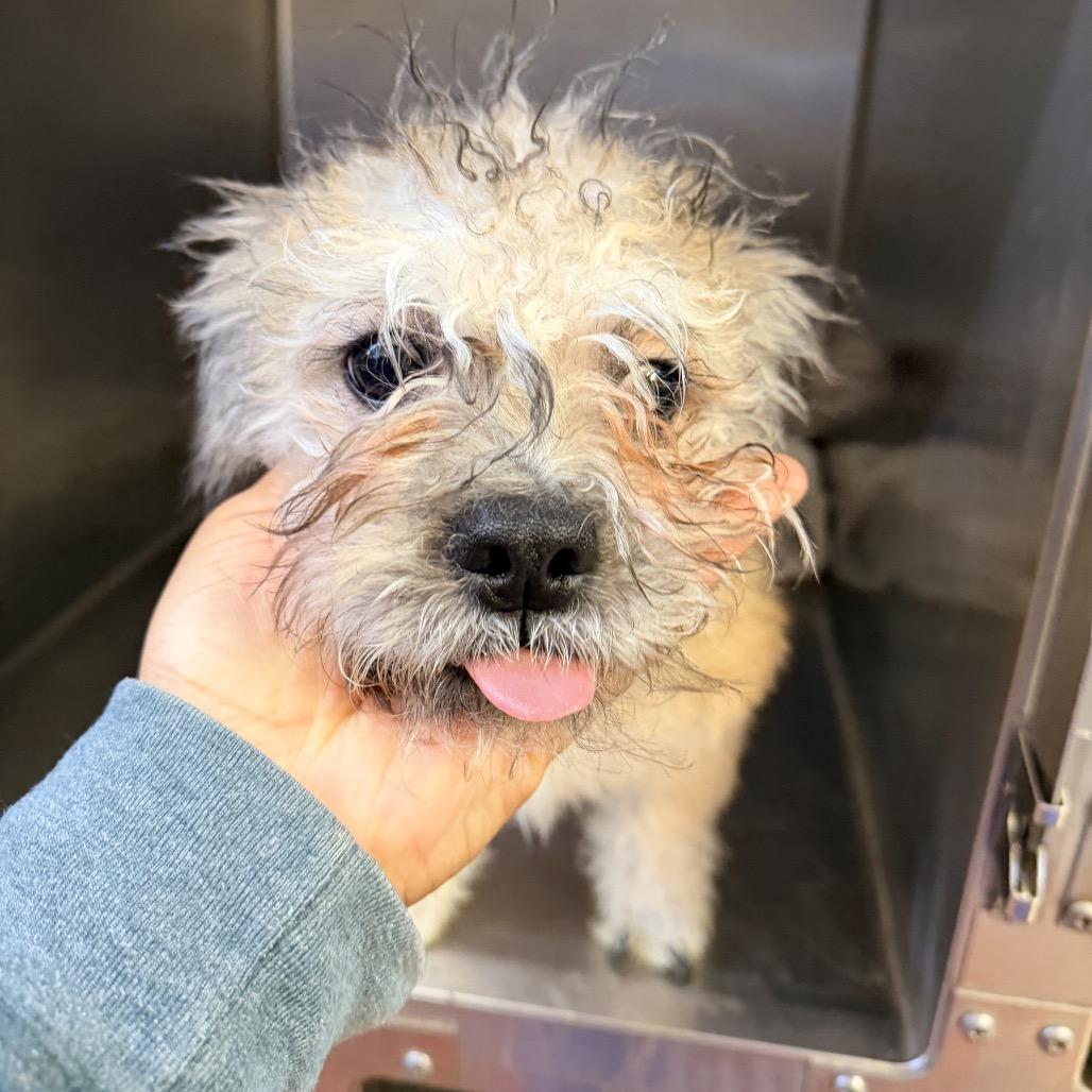 Enlarge Arrow, a Adoptable mixed breed in Las Vegas, NV image 3/4